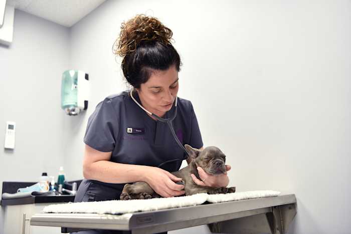 How Godiva Vets Saved 166 Hours with PetsApp