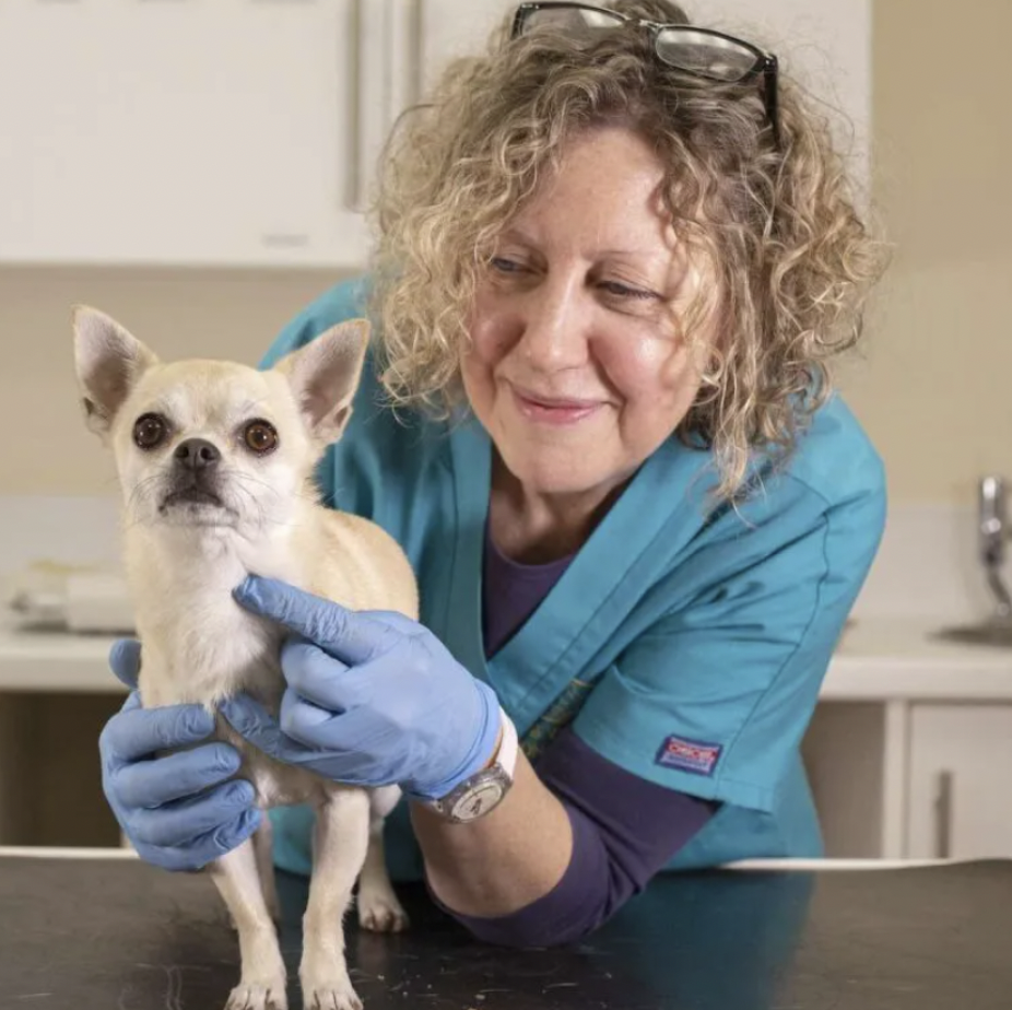 Thrums veterinarian providing gentle care to a small Chihuahua dog